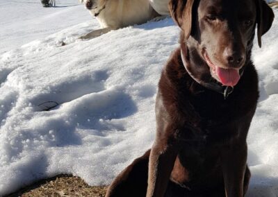 Heller und brauner Labrador im Schnee