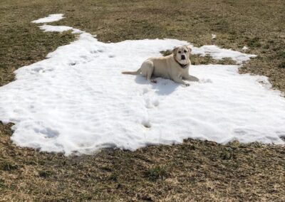 Hund im Schneerest liegend